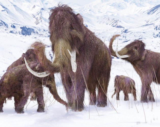 Woolly Mammoth roamed the Sakha Republic