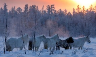 Yakutian-horses-in-winter