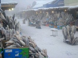 Yakutsk fish market 2-r