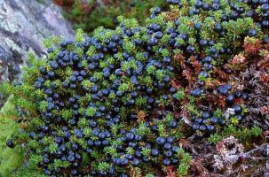 blue-berries