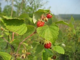 raspberries (1)