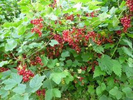 red-currant
