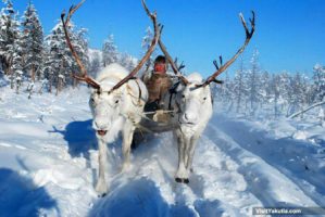 reindeer sleigh ride-r