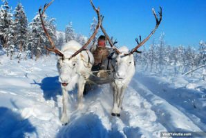 reindeer sleigh ride-r