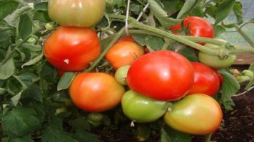 tomato (1)
