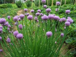 wild-green-onion