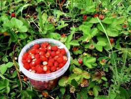 wild-strawberry